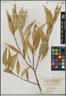 Foto von Salix lucida Muhl.